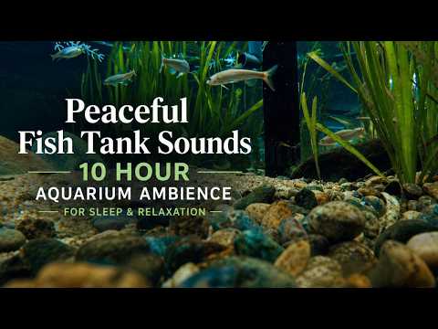 Instant Sleep 10 Hour Aquarium ASMR | Calm Fish Tank Sounds (No Music)