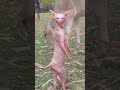 #billi #Guru Kavi song#funny video#ka dance#duniya ki sabse sundar