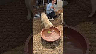 #골든리트리버 #찹츄의물놀이 #레오맘과동행 #어독스