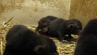 Bush dog pup 10 days old by SCARCE WORLDWIDE 592 views 7 years ago 27 seconds