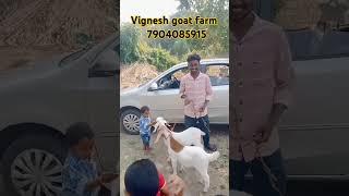 Boer cross male kids vignesh goat farm to Salem delivery  age 2 month