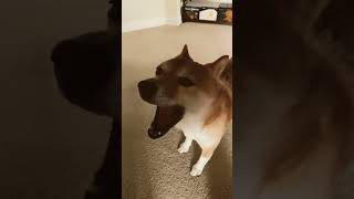 Shiba Inu enters dark mode.  #shibainu #shiba #dog #shibalove #doge #cute