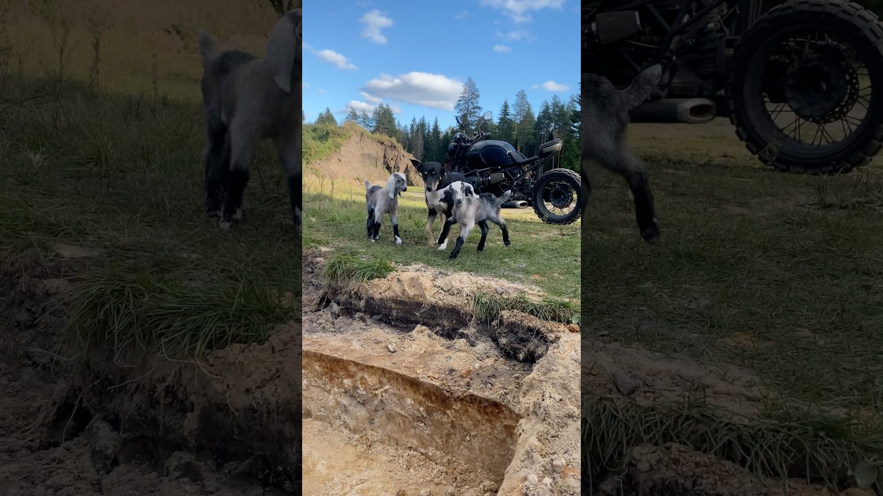 Нубийские козлятки Екатерины