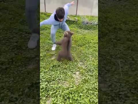 دب صغير غاضب جدا