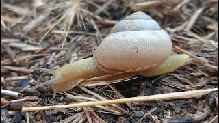 The snail crawls very slowly.🐌 Равлик повзе дуже повільно.