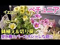 【ガーデニングvlog】ペチュニア┃鉢植えと切り戻し┃室外機カバーでオシャレな庭に