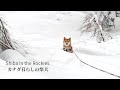 雪深い山を歩き、徐々に野生味を取り戻していく柴犬【カナダの温泉旅行・後編】