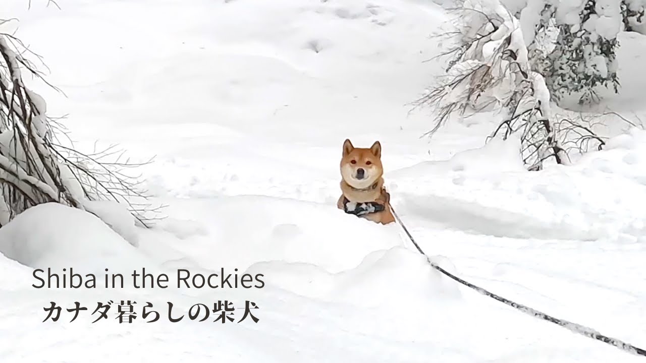 雪深い山を歩き、徐々に野生味を取り戻していく柴犬【カナダの温泉旅行・後編】