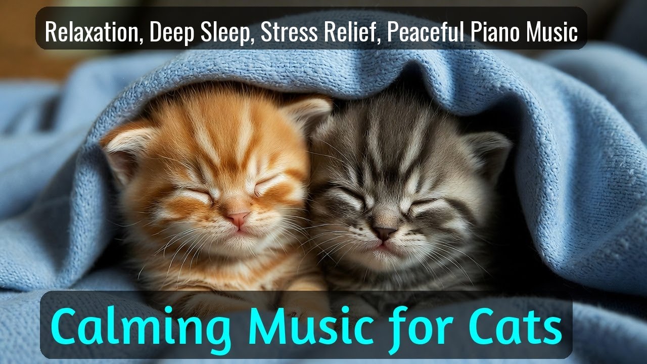 LIVE Relaxing Kitten Sleep Video for Deep Rest and Peace 💤 | Season 62