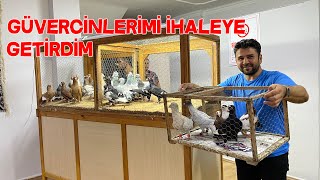 Download Lagu İhaleye Güvercin Götürdüm A Kalite Elvan Güvercinler İhaleye Geldi MP3