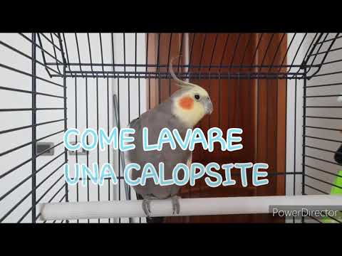 Video: Come Fare Il Bagno A Un Cockatiel