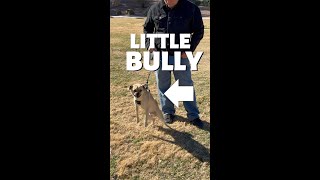 LITTLE BULLY