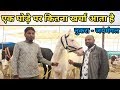 Sarangkheda horse market  2018 -जानिए एक घोड़े पर कितना खर्चा आता है