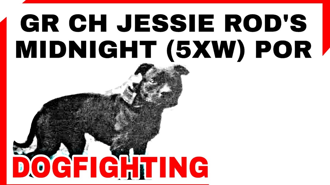 Pit Bull Grand Champion - JESSIE ROD'S MIDNIGHT 5xW POR - Dogfighting History #bulldogs