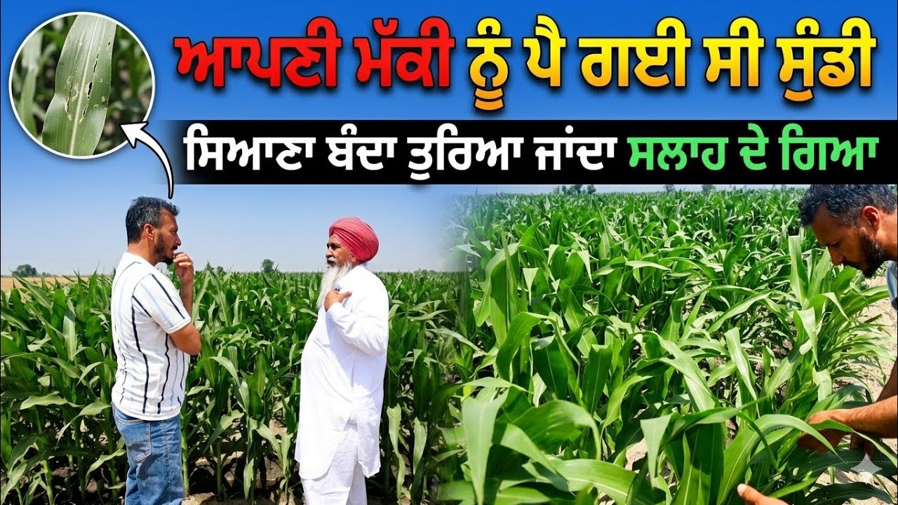 ⁣ਸਿਆਣਾ ਬੰਦਾ ਤੁਰਿਆ ਜਾਂਦਾ ਸਲਾਹ ਦੇ ਗਿਆ,, ਮੱਕੀ ਨੂੰ ਪੈ ਗਈ ਸੀ ਸੁੰਡੀ, ਬਾਪੂ ਕਹਿੰਦਾ ਆਹ ਟੂਣਾ ਕਰਦੇ ਨੇੜ ਨੀ ਆਉਂਦੀ 