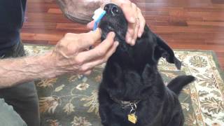 Zeppo The Toothbrushing Dog!