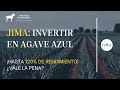 #JIMA: Invertir en #AGAVE AZUL - más de 100% de rendimiento ¿Es confiable? - SABUESO FINANCIERO