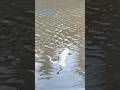 Great Egrets flight and landing along LaFourche Bayou #wildlife #shorts #egret #birds #shortvideo