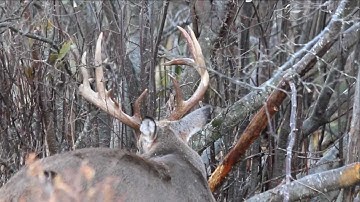 Whitetail Buck Creating A Horizontal Rub
