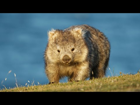 Vídeo: Por que os vombates estão ameaçados de extinção?