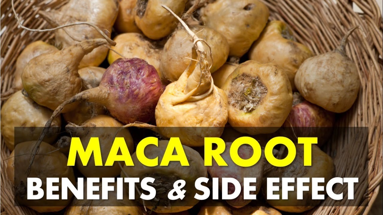 Maca Benefits And Side Effects Maca Root Benefits YouTube Maca Benefits And Side Effects Maca Root Benefits YouTube