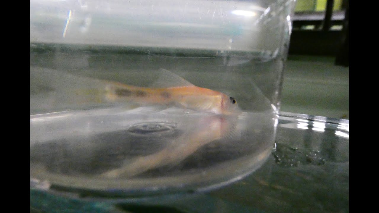 Fish disease case nr. 367 Gyrinocheilus becomes very skinny due to parasites Spironucleus (Hexamita)