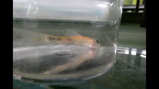 Fish disease case nr. 367 Gyrinocheilus becomes very skinny due to parasites Spironucleus (Hexamita)