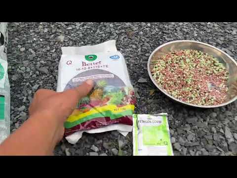 Video Cách bón phân, xịt thuốc cho cây mai vàng chơi tết đạt... - youtube