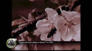 Historic Washington - Apples: From Seedling to Market