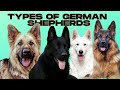 German Shepherd Types - 5 Types of German Shepherds