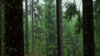 The best way for insomnia is the sound of rain in a pine forest