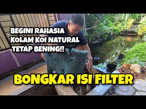begini-rahasia-kolam-koi-natural-tetap-bening-!!-(review-isi-chamber-filter)