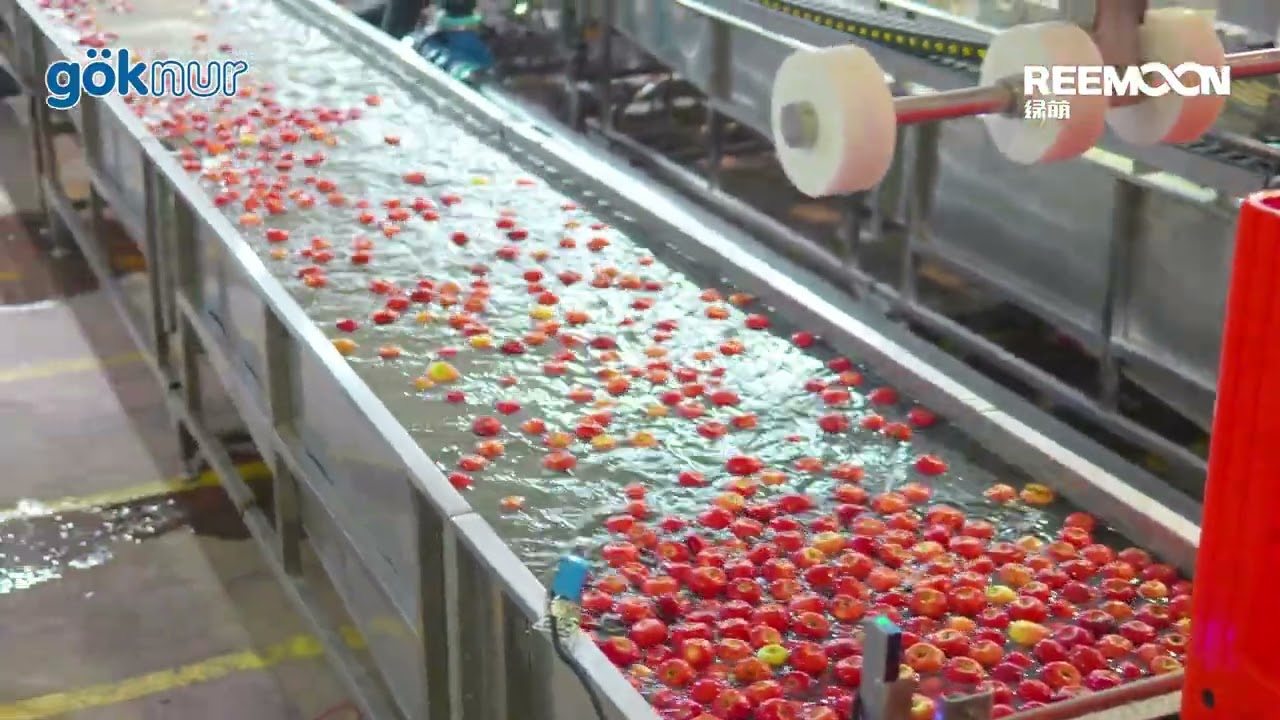 Apple Processing with 6-Lane Water Tank Feeding Sorting Solution