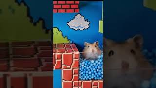 ? Hamster Maze Super Mario ?