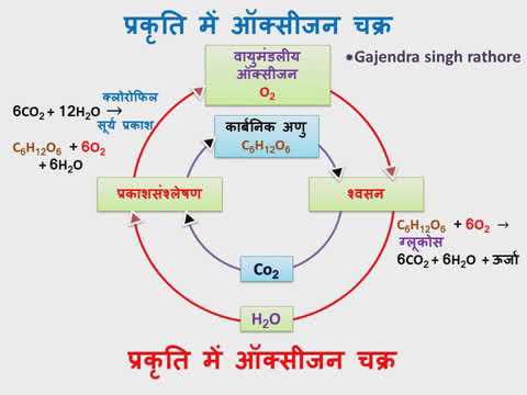 वीडियो: प्रकृति में ऑक्सीजन कैसे होती है, प्रकृति में ऑक्सीजन चक्र की व्याख्या कैसे करती है?