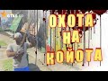 УБИЛИ ОЛЕНЯ И КОЙОТА НА ОХОТЕ В ГТА 5 РП|STRAWBERRY|GTA5RP.COM