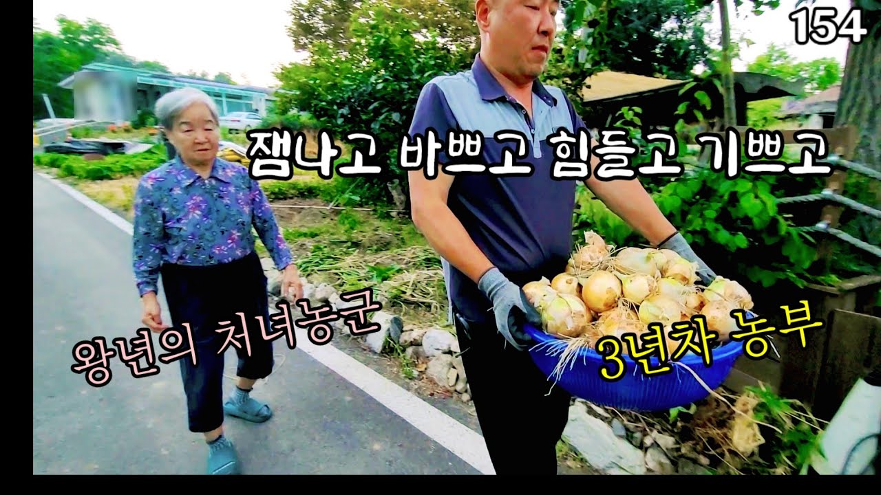 😄보리추수/양파풍년 ㅎㅎ(일상브이로그)
