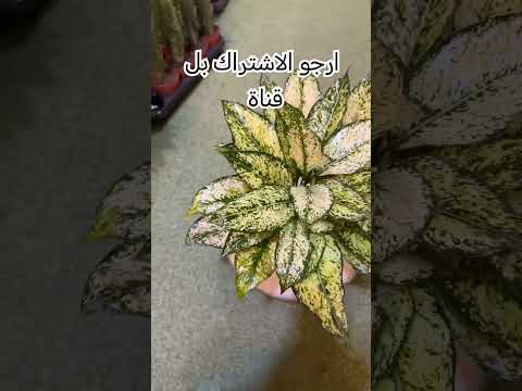 نبات الكلومينيا في دورق محبين النباتات اكسبلور نباتات  اشجار ترند سماد زراعة