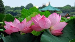 TOKYO JAPAN Lotus Flowers in Tokyo 上野公園・不忍池のハスと灯ろう流し 東京観光 花の名所案内