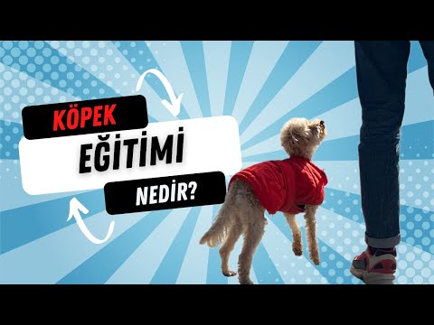 Video: Köpeğiniz: 0 ila 7 Hafta Beklentisi