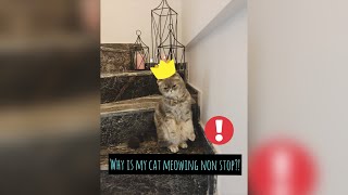 Pur pur cat Muffin meowing🎈 by Cat Facts -Official- 24 views 3 years ago 3 minutes, 33 seconds