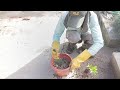 ARJUN CHAUDHARY #GARDENER #UAE