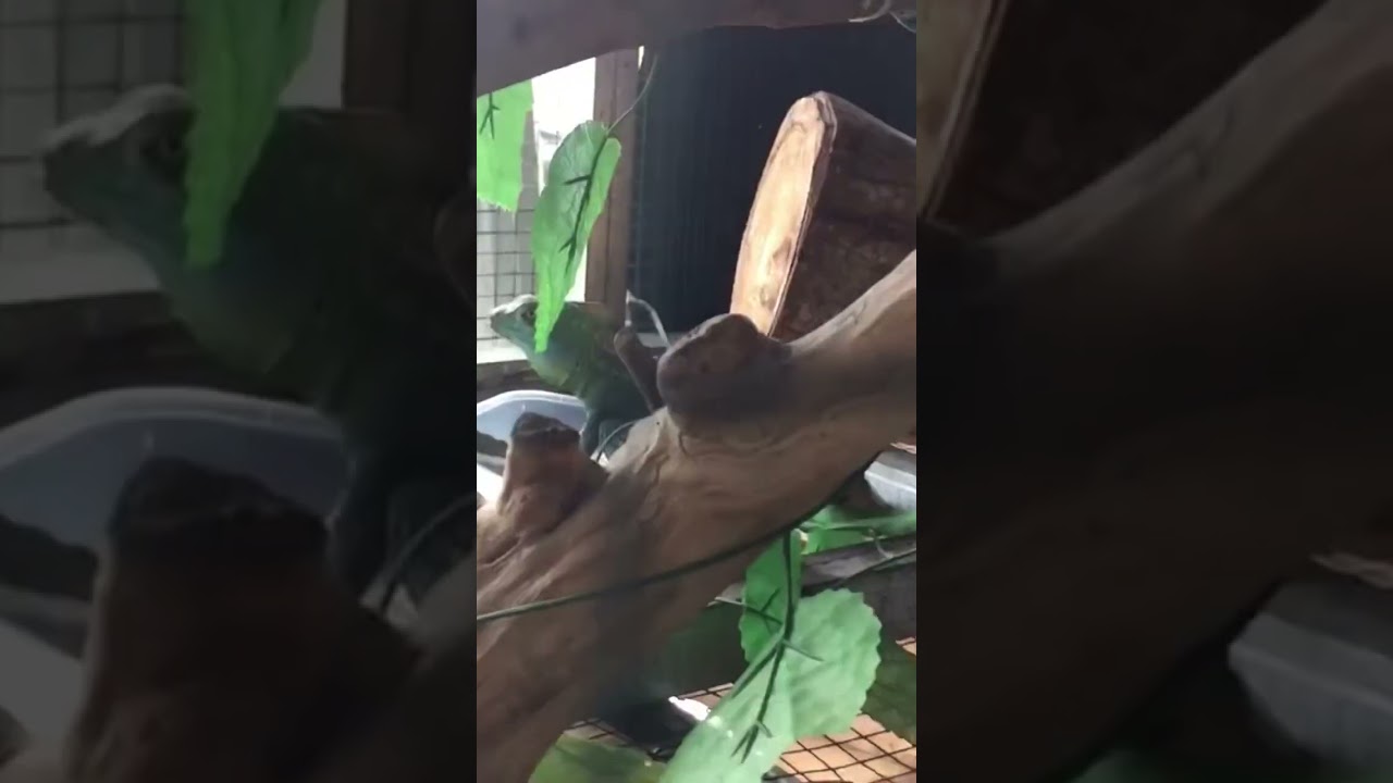 Basilisk lizard eat frog 