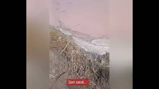 Рядом с селом Ширяево под Калачом жители сняли на видео сброс нечистот в реку Толучеевку. 😦