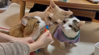 その他 Cats コマツ PC230-6（～10176） バケットシリンダー用シールキット* アーム