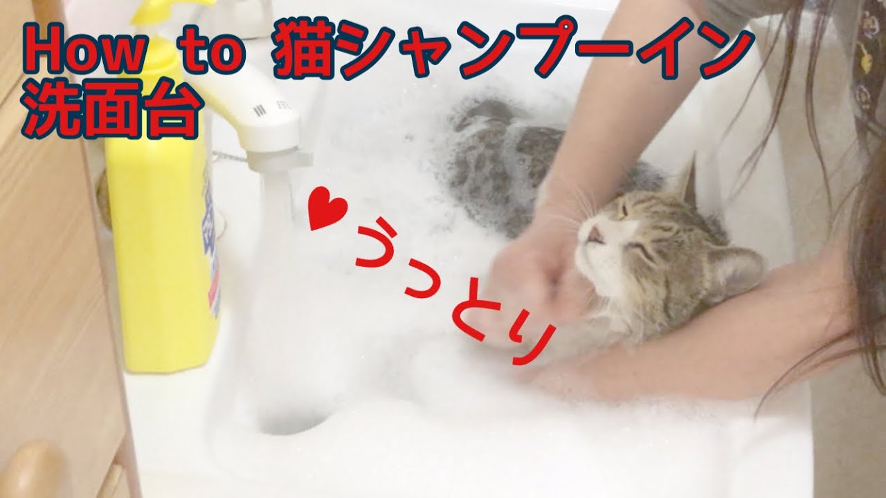猫シャンプー 洗面台で猫シャンプーをするやり方 How To Shampoo Your Cat In The Sink Youtube