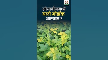 सोयाबीनमध्ये यलो मोझॅक आल्यास ? #सोयाबीन #agriculture #farming