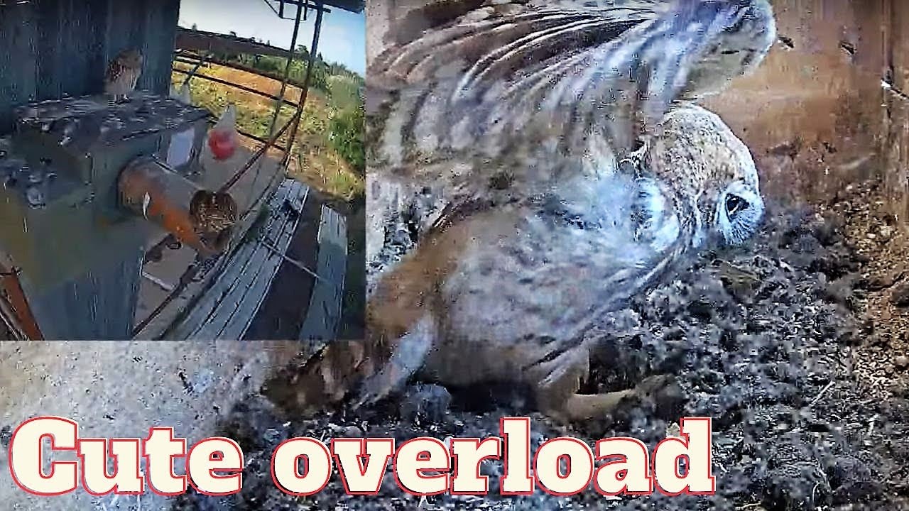 Incredible Cuteness Alert: Little Owl's Playtime in the Nest Box