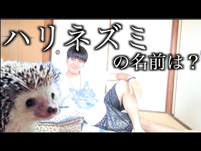 ハリネズミの名前決定！ - YouTube
