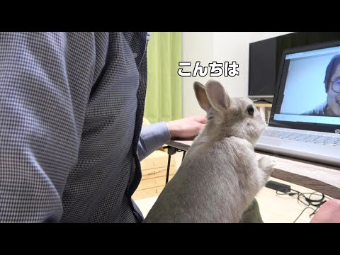 飼い主のオンライン会議に乱入するうさぎさん